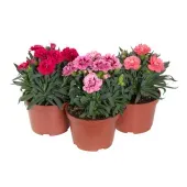 Dianthus Dobrado Variada Pote 11